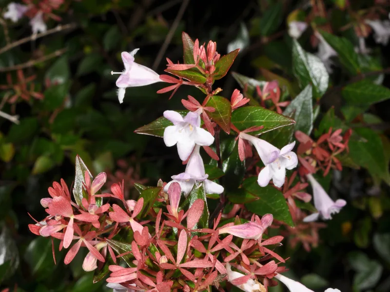 Cultivo y cuidados botánicos de Abelia Grandiflora