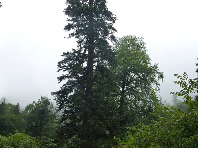 Cultivo y cuidados botánicos de Abeto de Nordmann