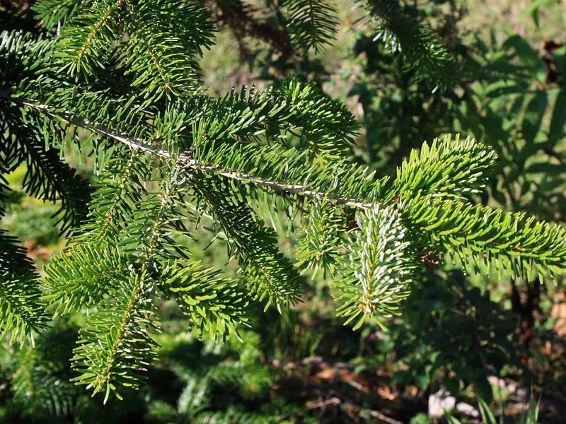Cultivo y cuidados botánicos de Abies Nordmanniana