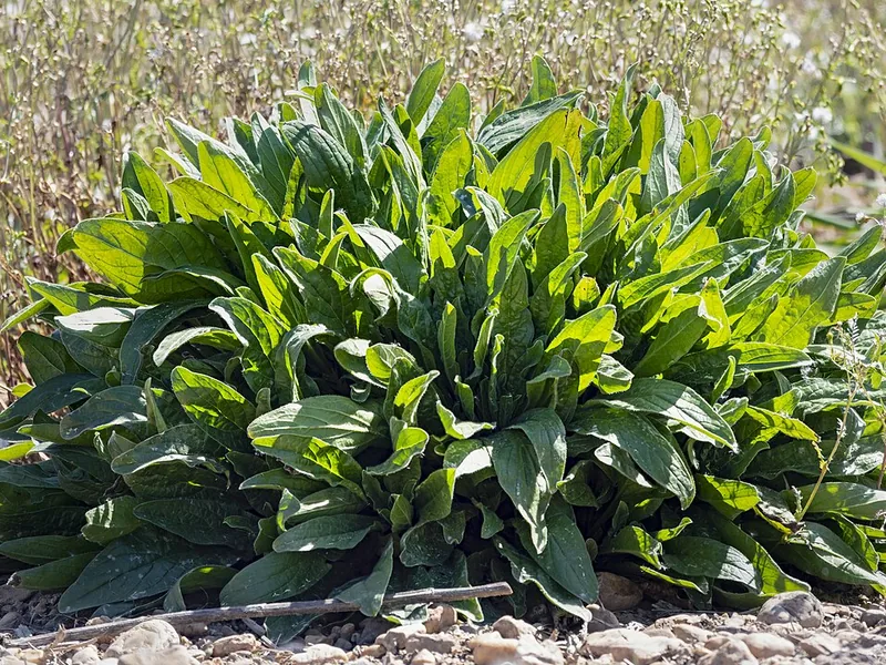 Cultivo y cuidados botánicos de Acedera