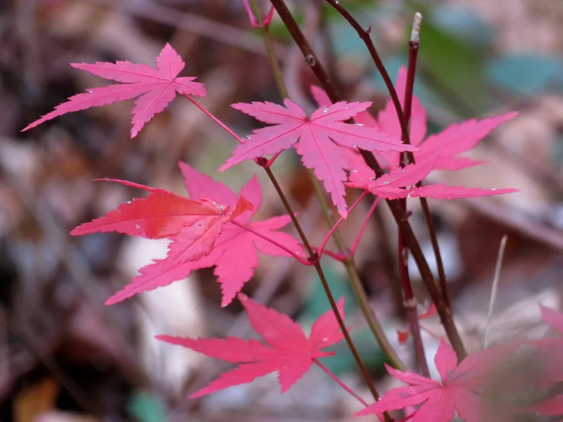 Cultivo y cuidados botánicos de Arce Japonés