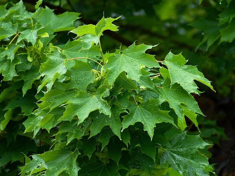 Cultivo y cuidados botánicos de Arce de Noruega