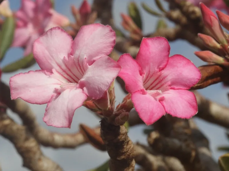 Cultivo y cuidados botánicos de Rosa del desierto