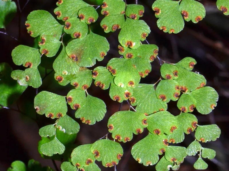 Cultivo y cuidados botánicos de Culantrillo