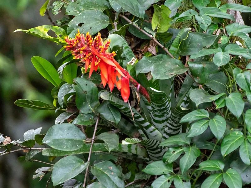 Cultivo y cuidados botánicos de Aechmea cebra
