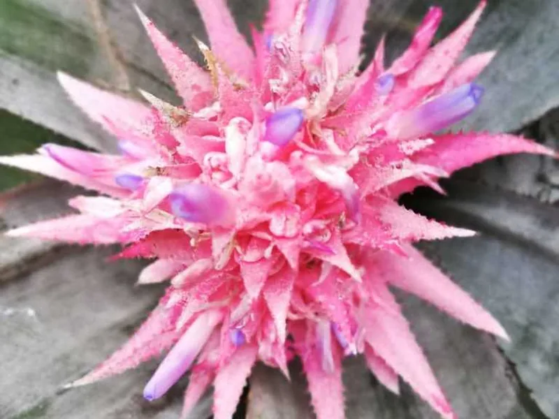 Cultivo y cuidados botánicos de Flor de Urna
