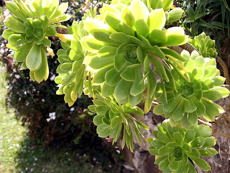 Cultivo y cuidados botánicos de Aeonium arbóreo