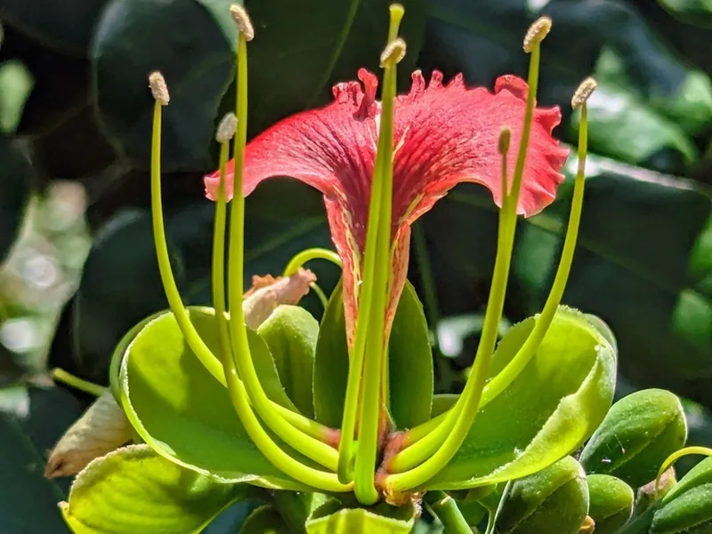 Cultivo y cuidados botánicos de Caoba de Rhodesia