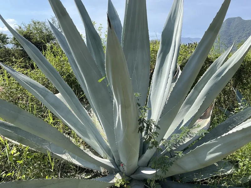 Cultivo y cuidados botánicos de Agave americano o pita