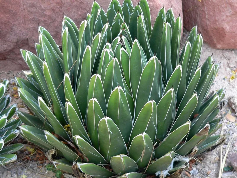 Cultivo y cuidados botánicos de Agave de la Reina Victoria