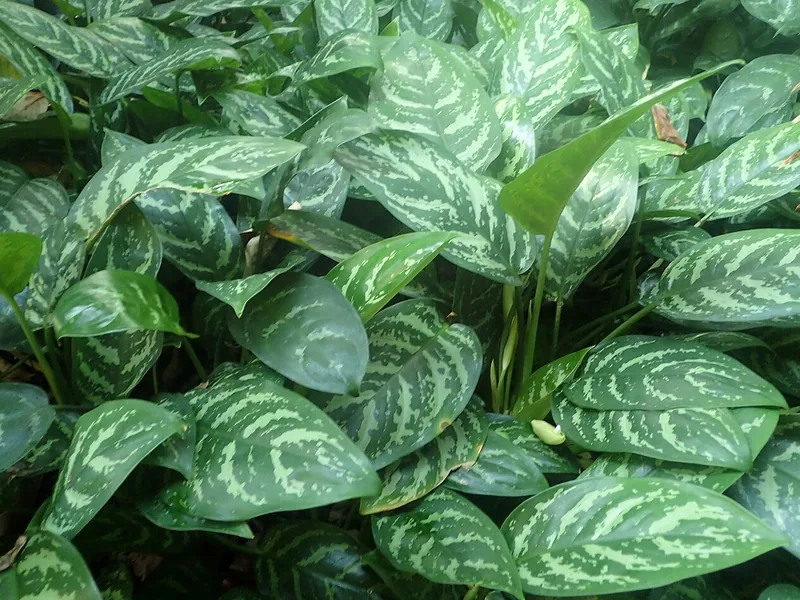 Cultivo y cuidados botánicos de Aglaonema Silver Bay