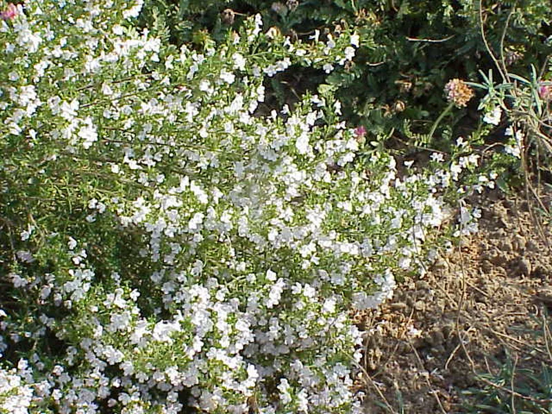 Cultivo y cuidados botánicos de Ajedrea de Montaña