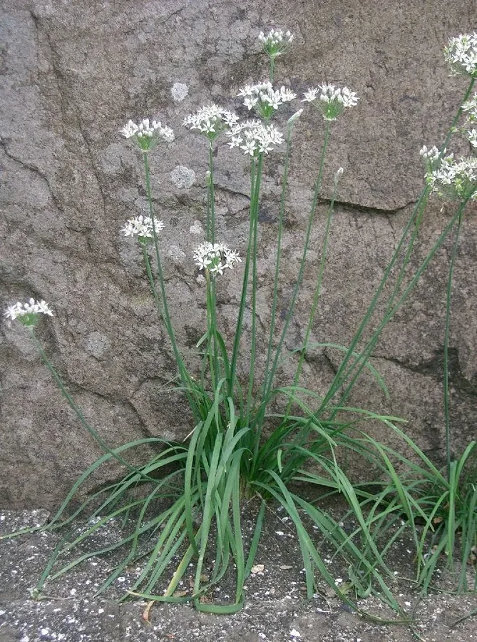 Cultivo y cuidados botánicos de Ajo Chino
