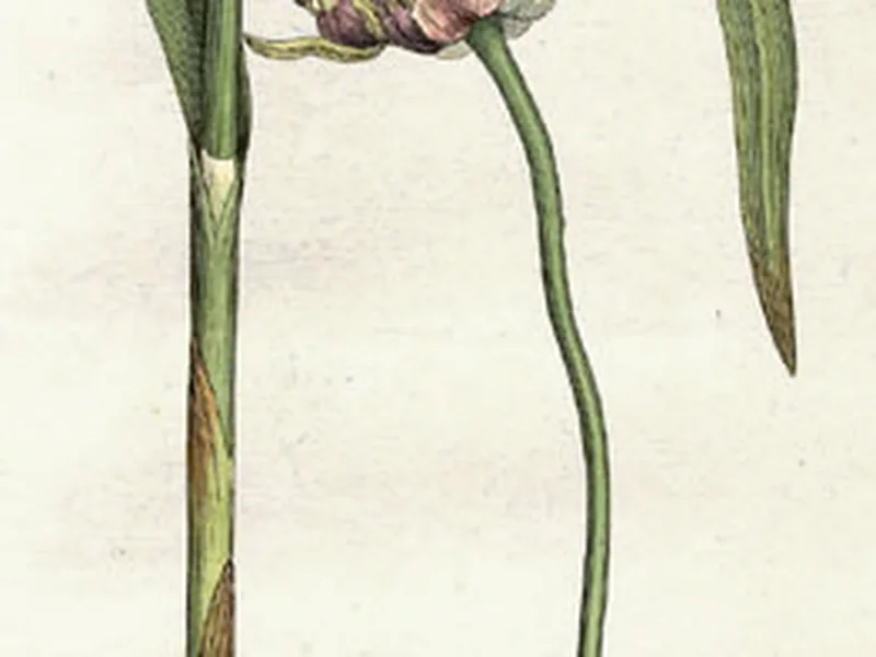 Cultivo y cuidados botánicos de Ajo