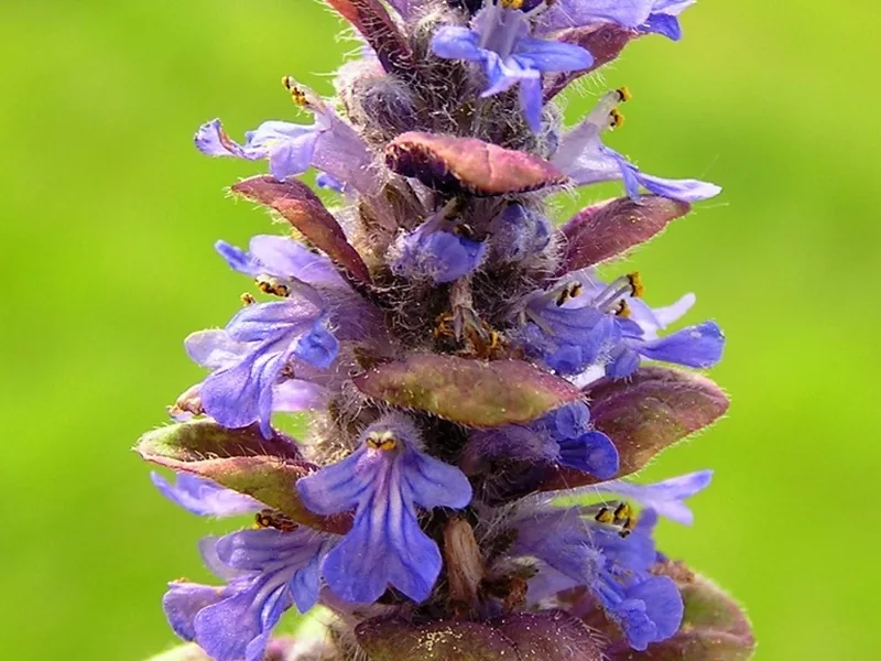 Cultivo y cuidados botánicos de Ajuga reptans