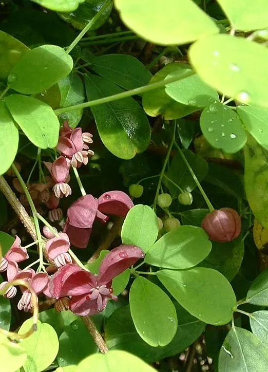 Cultivo y cuidados botánicos de Akebia quinata