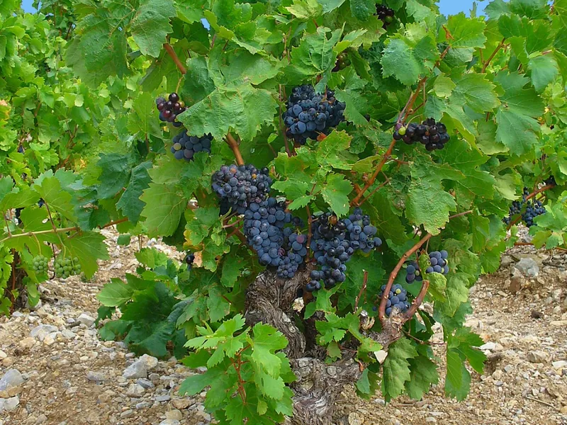 Cultivo y cuidados botánicos de Akebia quinata