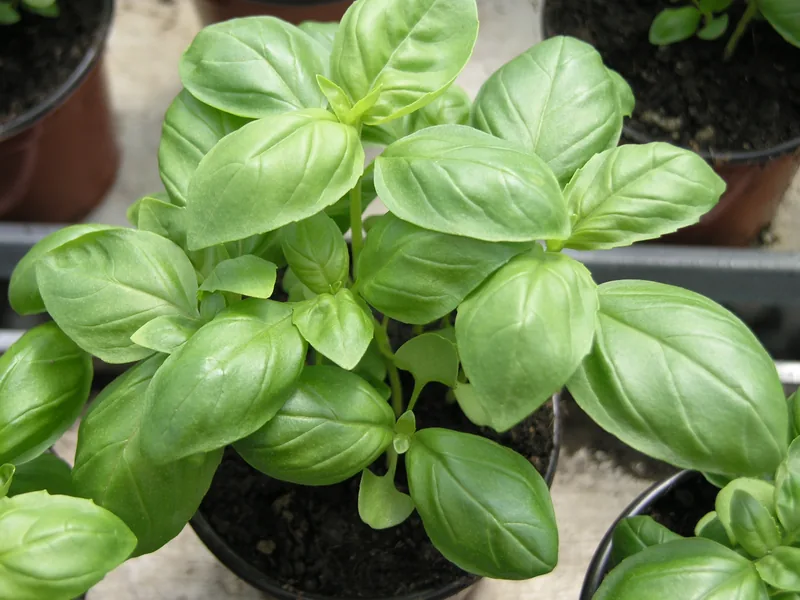 Cultivo y cuidados botánicos de Albahaca Limón