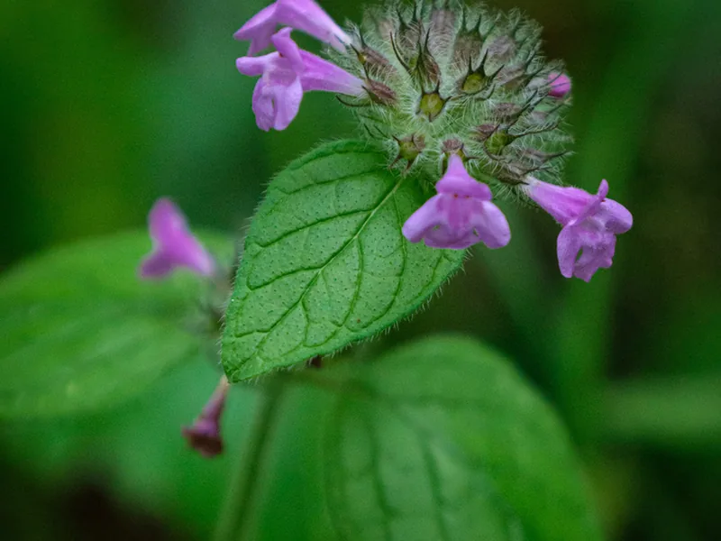 Cultivo y cuidados botánicos de Albahaca Morada