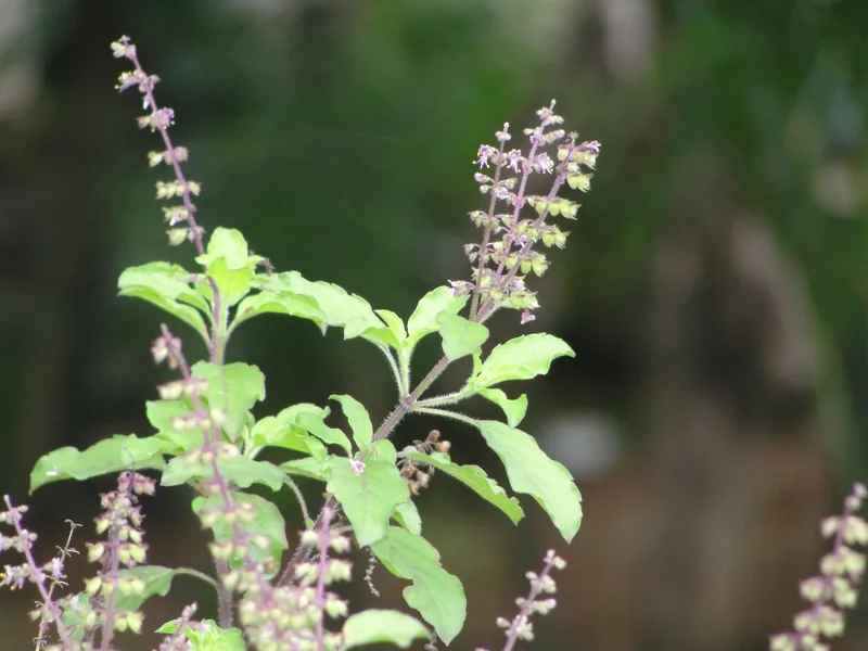 Cultivo y cuidados botánicos de Albahaca Sagrada