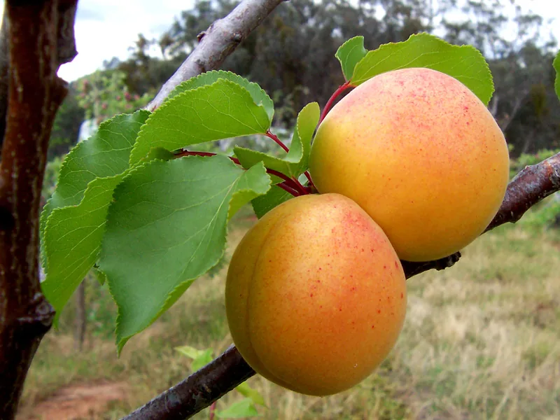 Cultivo y cuidados botánicos de Albaricoquero