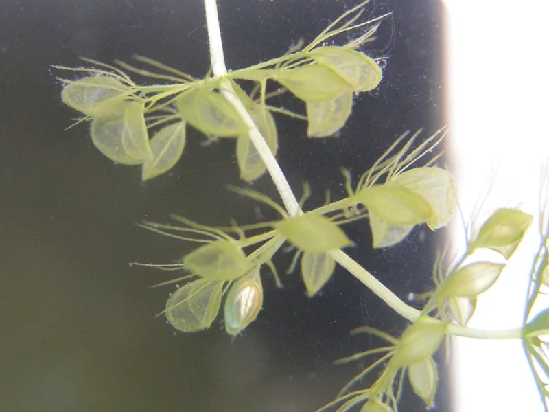 Cultivo y cuidados botánicos de Aldrovanda