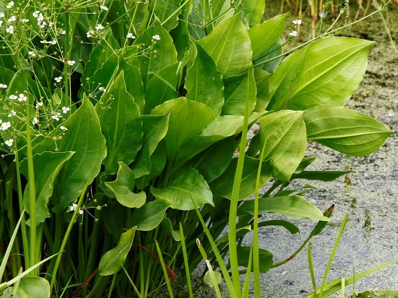 Cultivo y cuidados botánicos de Alisma Plantago Aquatica