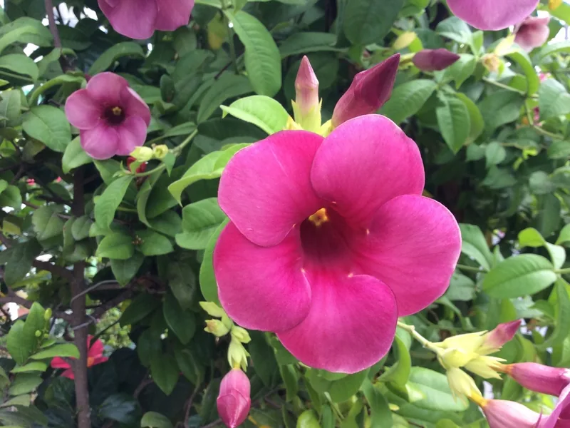 Ficha botánica de Allamanda morada (Allamanda blanchetii)