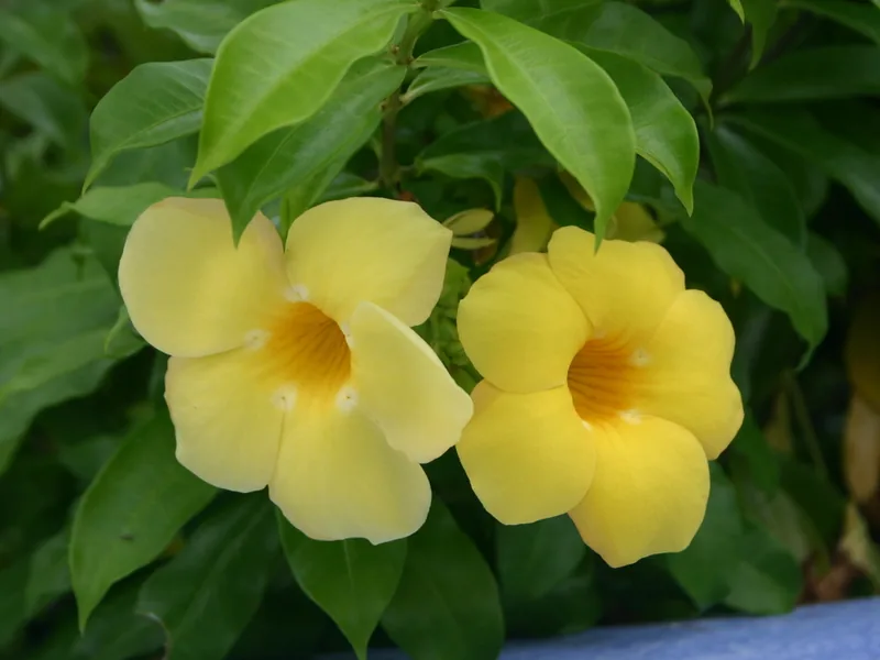 Cultivo y cuidados botánicos de Alamanda o Jazmín de Cuba