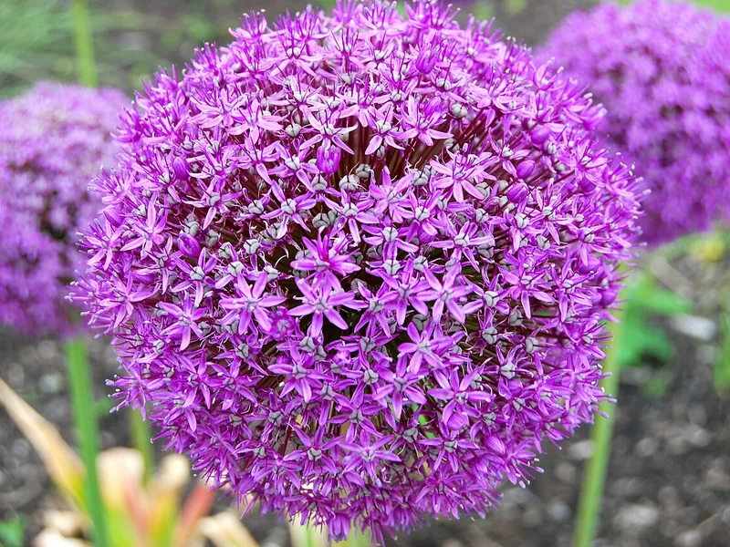 Cultivo y cuidados botánicos de Ajo gigante