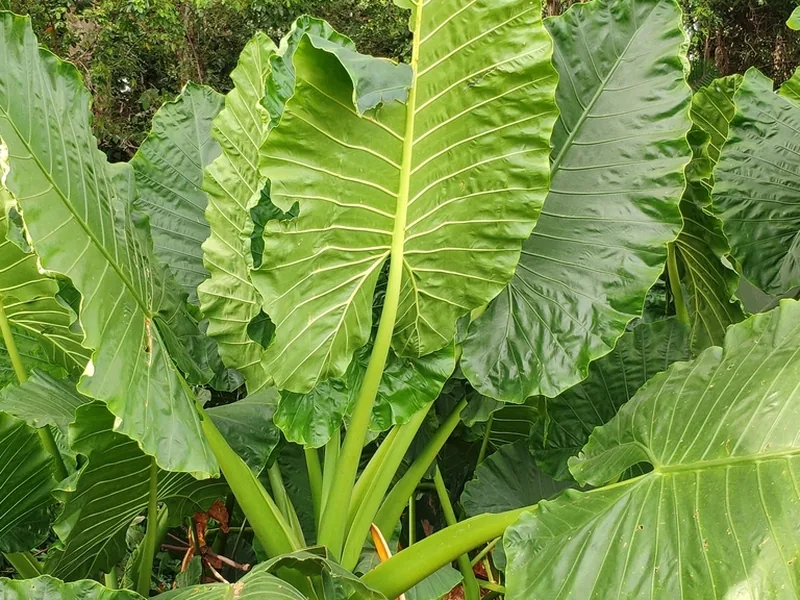 Cultivo y cuidados botánicos de Alocasia Macrorrhizos