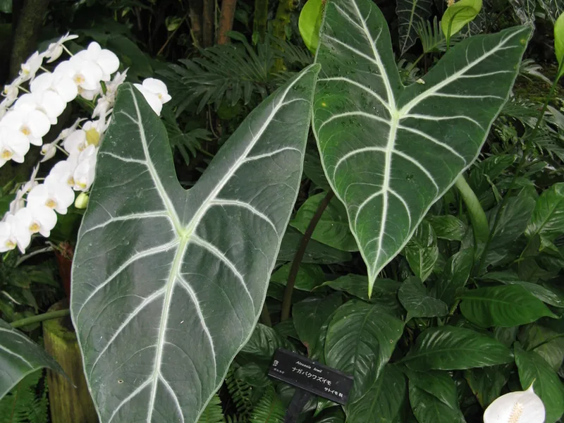 Cultivo y cuidados botánicos de Alocasia Polly