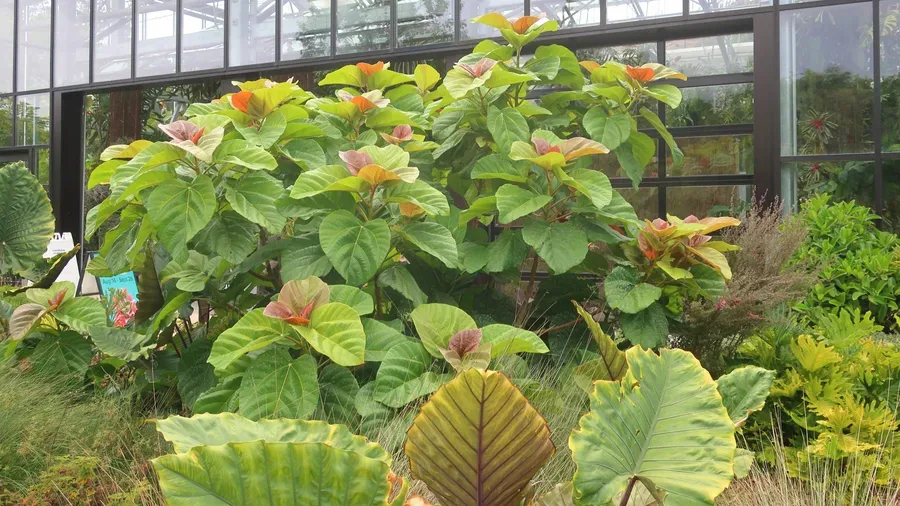 Cultivo y cuidados botánicos de Alocasia Portora