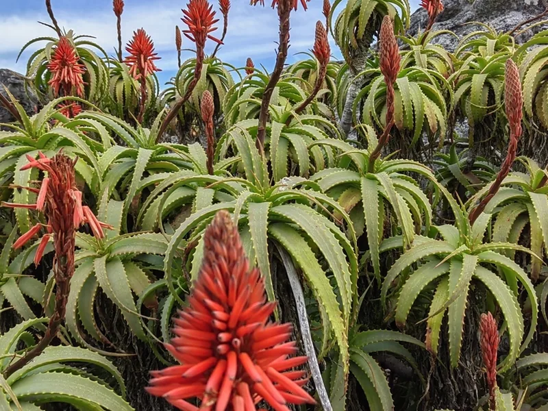 Cultivo y cuidados botánicos de Aloe arborescens