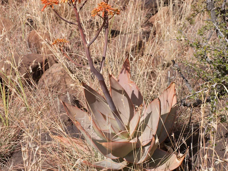 Cultivo y cuidados botánicos de Aloe striata