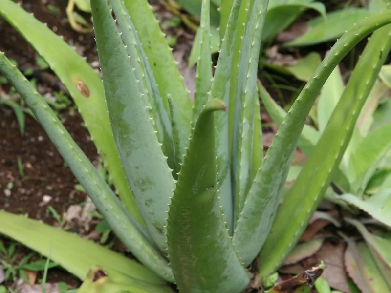 Cultivo y cuidados botánicos de Aloe Vera