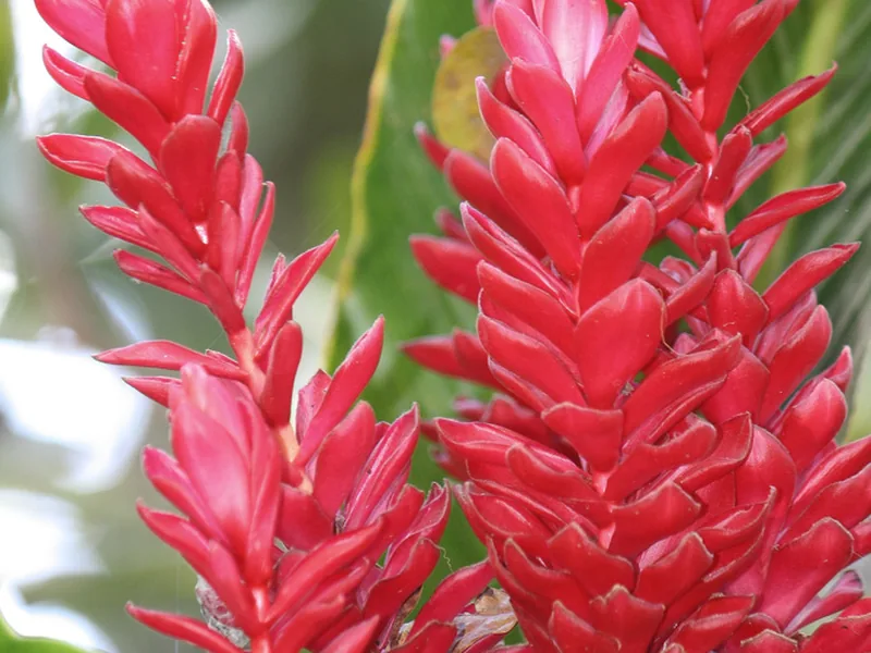 Cultivo y cuidados botánicos de Jengibre rojo