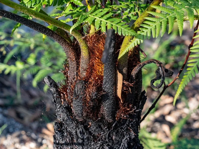 Cultivo y cuidados botánicos de Alsophila Australis