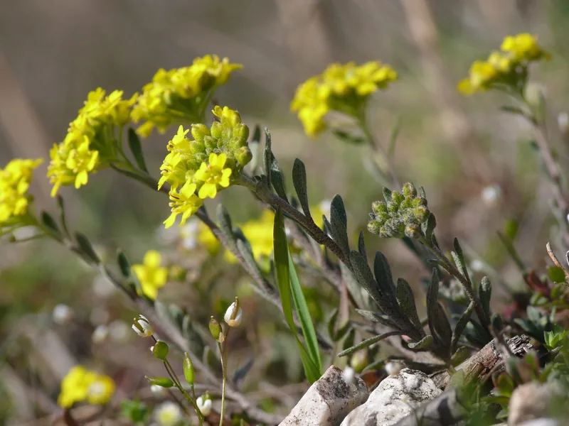 Cultivo y cuidados botánicos de Alyssum montanum