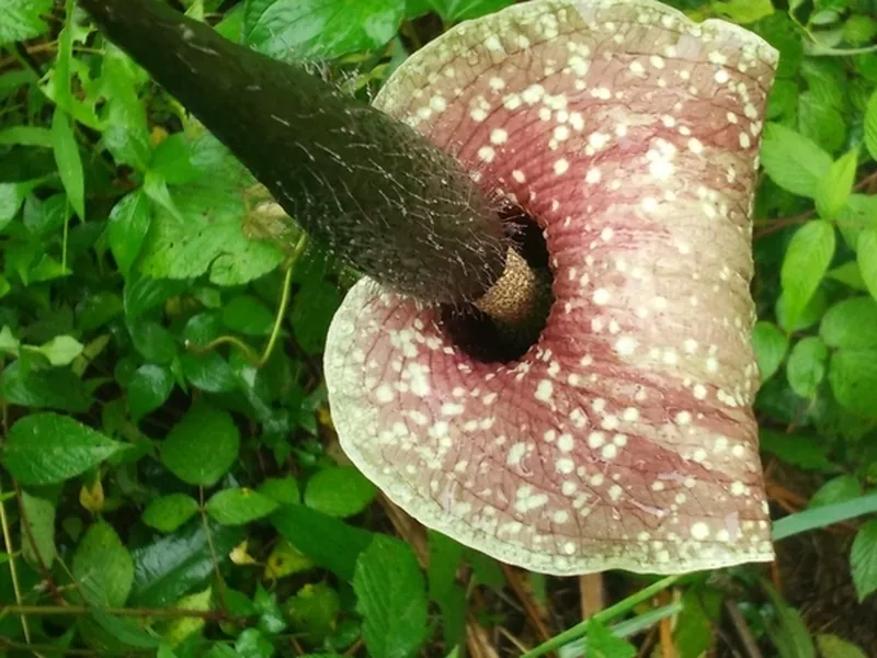 Cultivo y cuidados botánicos de Amorphophallus Konjac
