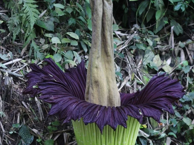 Cultivo y cuidados botánicos de Amorphophallus Titanum