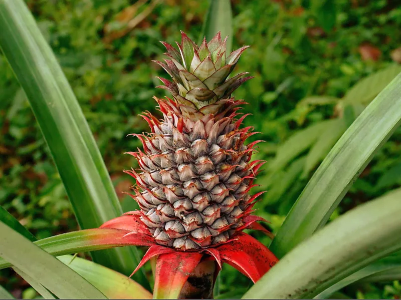 Cultivo y cuidados botánicos de Ananas Comosus Var Bracteatus