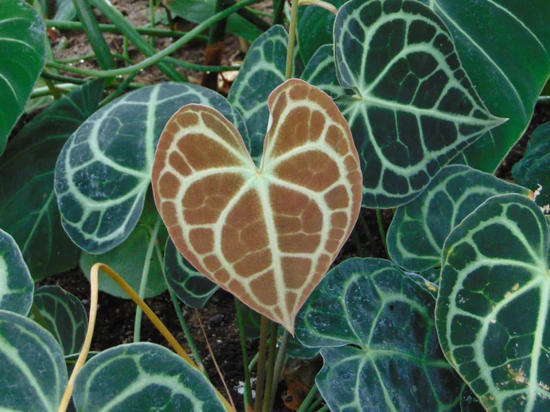 Cultivo y cuidados botánicos de Anthurium de nervaduras claras