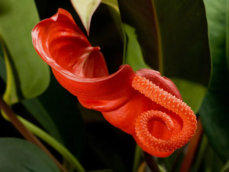Cultivo y cuidados botánicos de Anthurium Scherzerianum