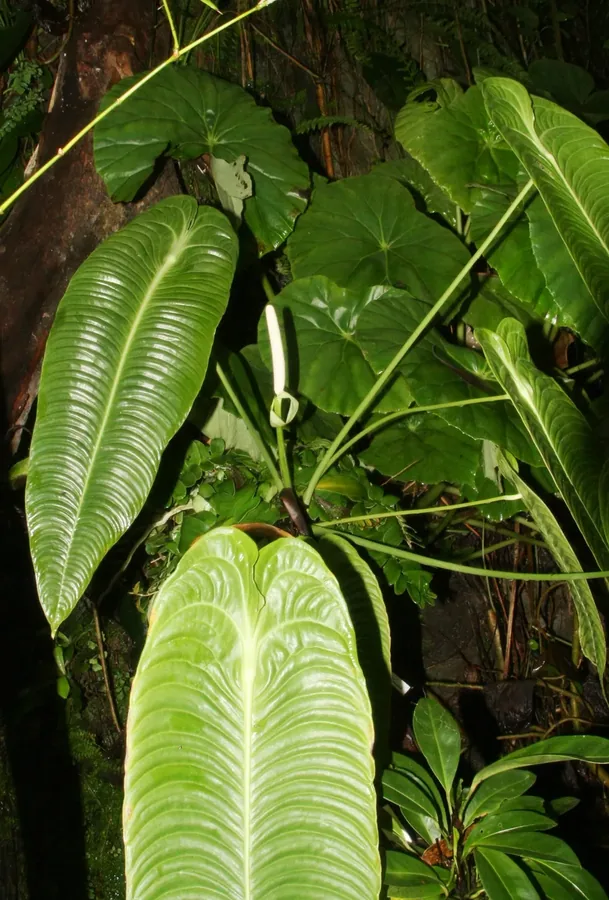 Cultivo y cuidados botánicos de Anthurium Veitchii