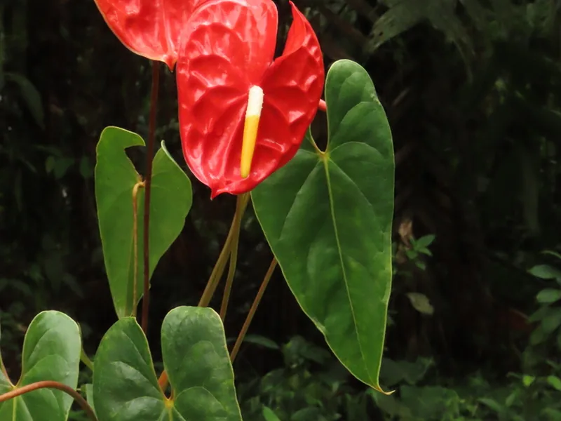 Cultivo y cuidados botánicos de Anturio