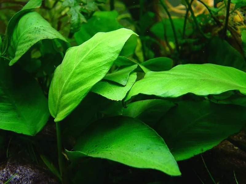 Cultivo y cuidados botánicos de Anubias Barteri