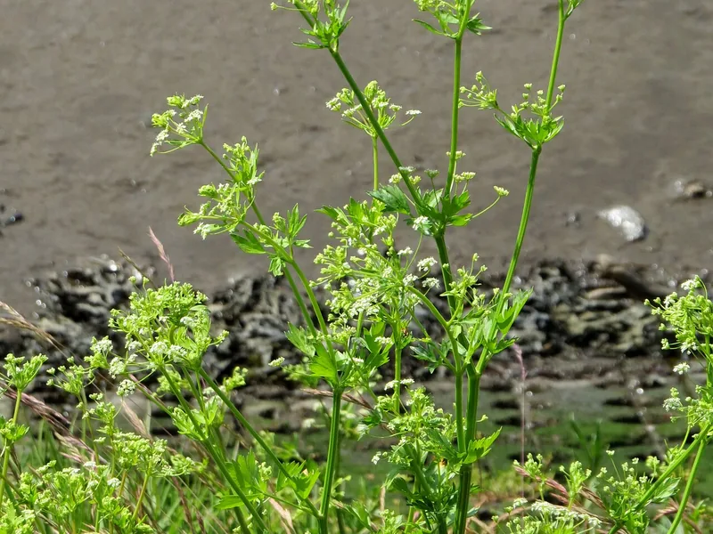 Cultivo y cuidados botánicos de Apio Silvestre