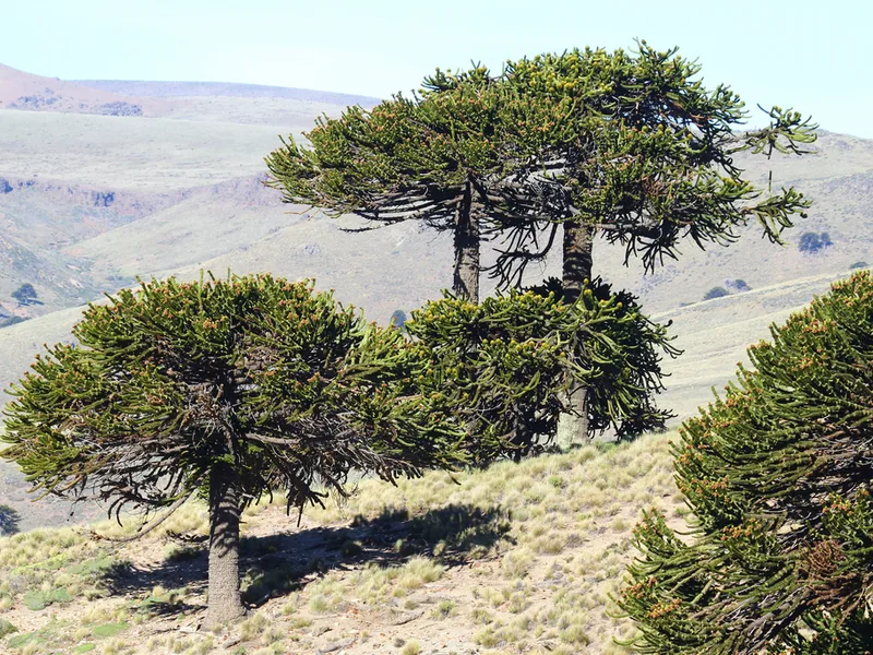 Cultivo y cuidados botánicos de Araucaria o Pehuén
