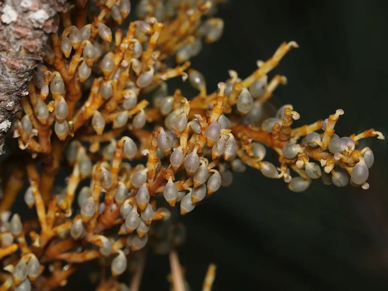 Cultivo y cuidados botánicos de Muérdago enano de pino